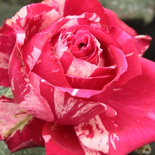 Rosa Best Impression® - trandafir cu parfum discret - Trandafir copac cu trunchi înalt - cu flori teahibrid - roz - alb - Hans Jürgen Evers - coroană dreaptă - ,-